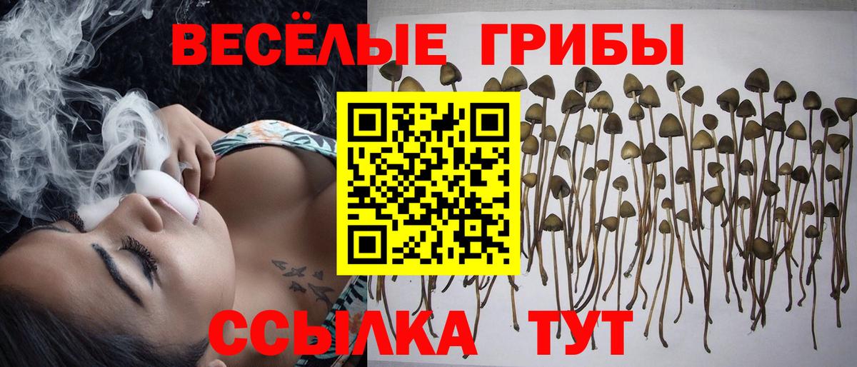 Псилоцибиновые грибы Psilocybine cubensis  Вход с VPN  Псилоцибиновые грибы мицелий  Прохладный 